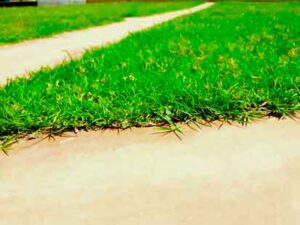 selective focus on grass above the ground surface