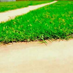selective focus on grass above the ground surface
