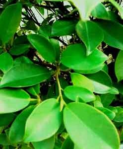 bunch-of-green-leaves-of-plant-in-garden