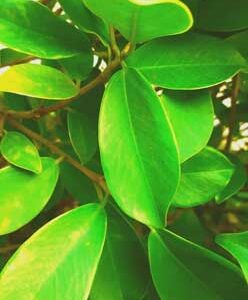 abstract-view-of-big-leaf-in-bunch-of-various-plant-leaves