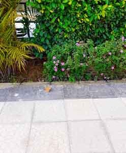 Selective-focus-on-pink-flowers-in-garden-hedge