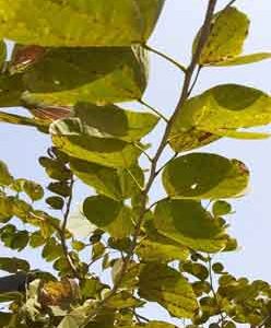 collection-of-leaves-on-tree