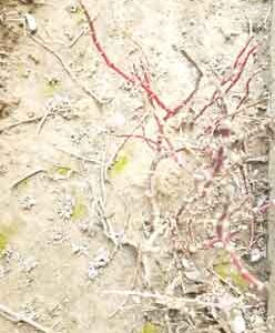 dry-roots-of-plant-in-clay-soil