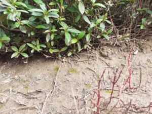 small-plants-with-dry-roots-in-soil