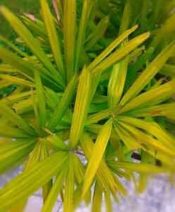 selective focus on green grass in garden