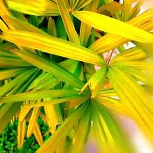 abstract-view-of-grass-leaves-with-background-blur-effect