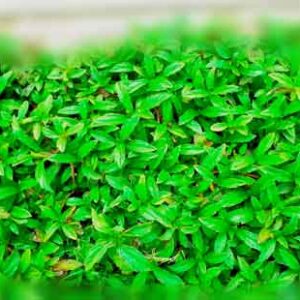 Close-view-of-green-leaves-with-blur-background