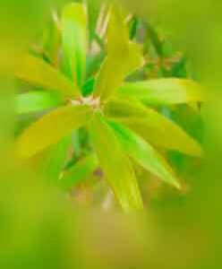 abstract-view-of-new-green-leaves-in-park-with-background-blur-effect