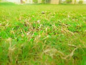 selective-focus-on-fresh-long-green-grass-in-garden