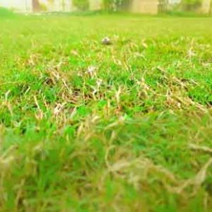 selective-focus-on-fresh-long-green-grass-in-garden