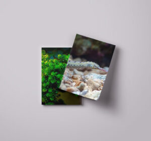 two-magazine-mock-up-presentation