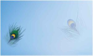 Peacock feather on blue background