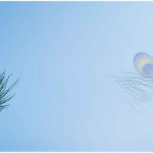 Peacock feather on blue background