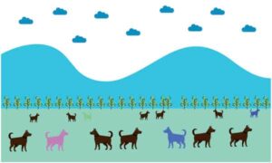 Dog in different colour playing in the garden near mountain