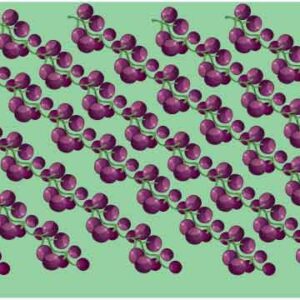 Bunch of black grape make slant line on green surface