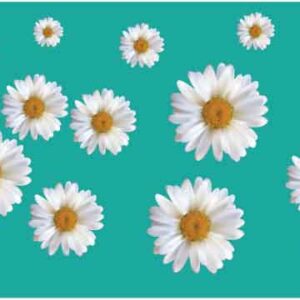 White flower display on cyan background