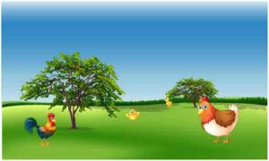 Cock, hen and chicken moving in open area under sky
